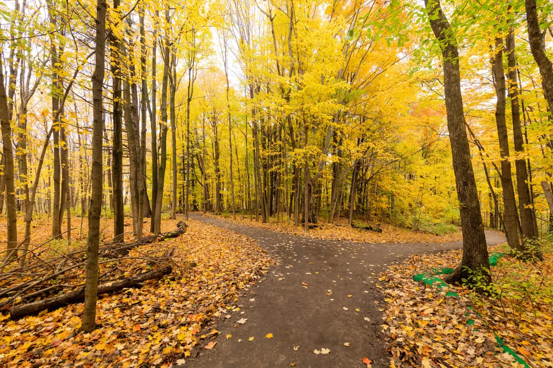 A trail going through a forest during the fall