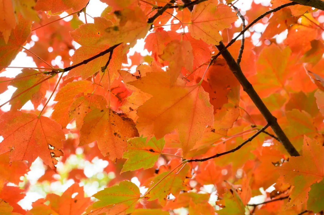 Fall leaves in beautiful colours