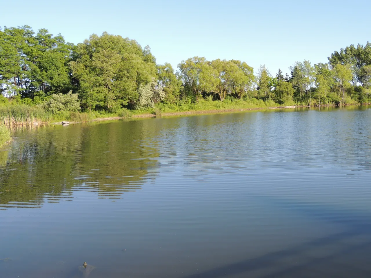 Toogood Pond, June 2012. Historical photo. Current conditions may differ.